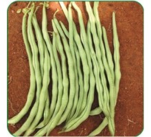 Hybrid Pole Beans Seeds