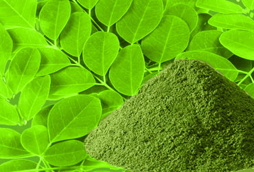 moringa powder