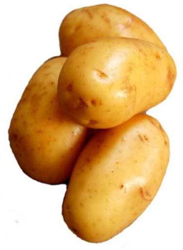 Kufri Pukhraj Potato