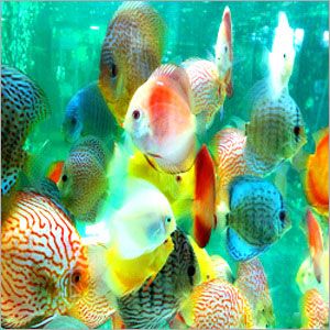 Ornamental Fish