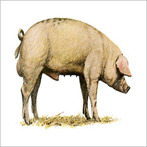 Pig Meat, for Hotel, Restaurant, Style : Fresh, Frozen, Smoked