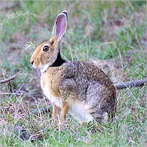 RABBIT, for Farming Use, Age Group : 0-3 Months, 3-6 Months