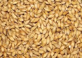 Indian Barley