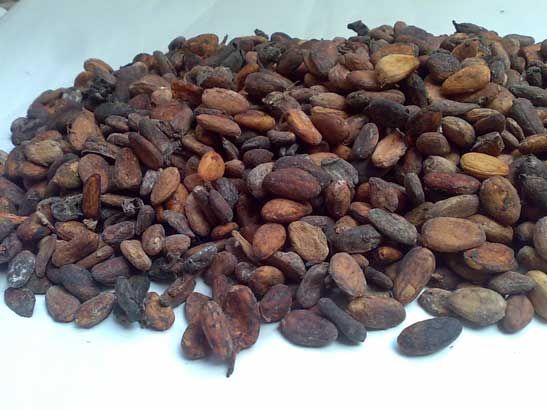 B Grade Cocoa Beans