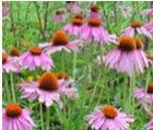 Echinaca Purpurea Extract