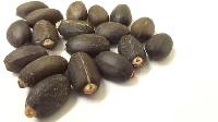 Jatropha Seed