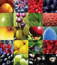 Phytochemicals, Packaging Type : Packet