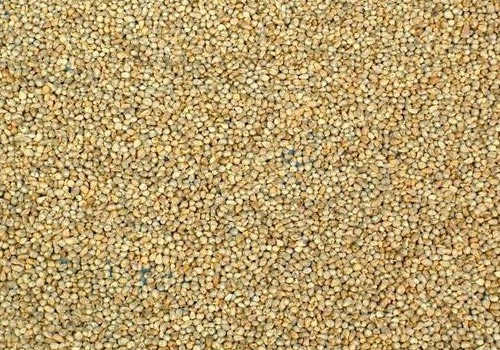 Millet Seeds