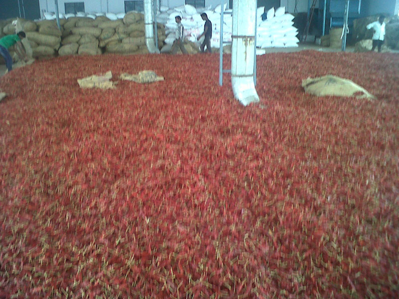 Dried Red Chillies