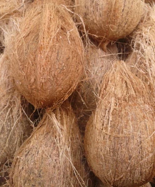 Common semi husked pollachi coconuts, Color : Well Brown