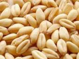 Sharbati Milling Wheat