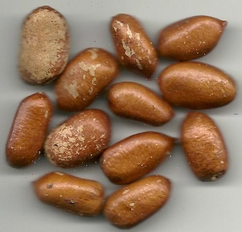 rivemona seeds