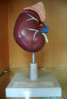 Human Kidney model