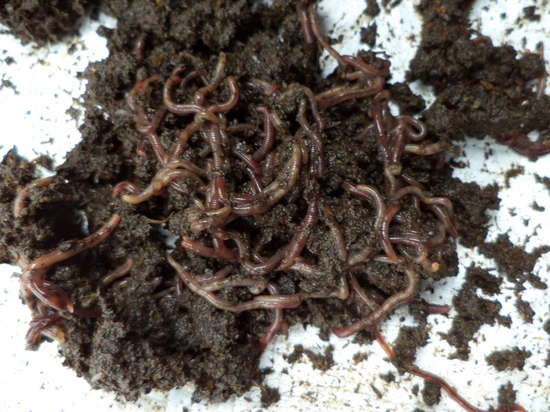 Earthworm Vermicompost, Color : brown