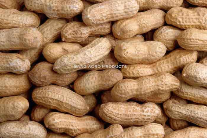 Natural Shelled Peanuts, for Making Flour, Making Oil, Making Snacks, Packaging Type : Gunny Bag