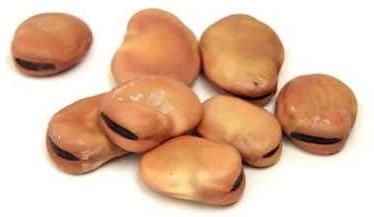 fava beans