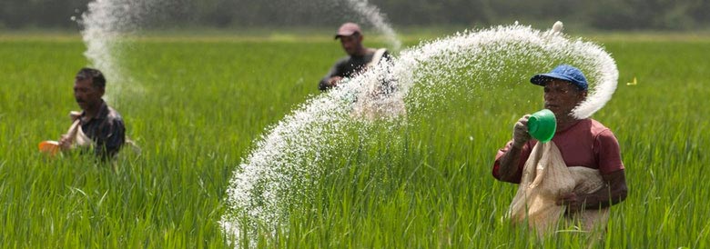 Urea Nitrogen Fertilizer