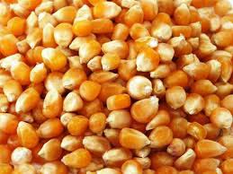 Indian Maize