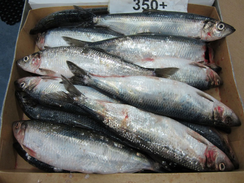 Atlantic Herring