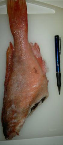 Atlantic Redfish