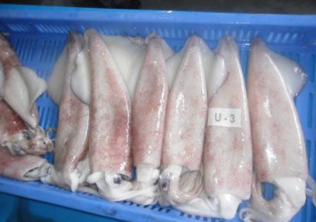 Loligo Squid