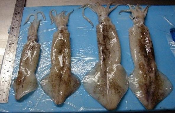 Loligo Gahi Squid