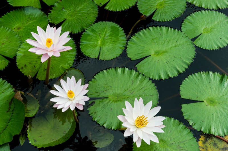 Buy Aquatic Plants from Pushplata Nursery & Meher Krishi Farm, Meerut