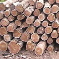 Cameroon Teak Wood Logs Lumbers
