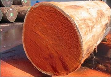 Padauk Wood Logs,Padauk Wood Lumber