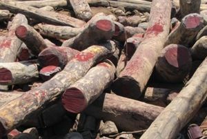 Rosewood Logs, Rosewood Lumbers