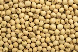 Nature soybean seeds, Style : Spherical