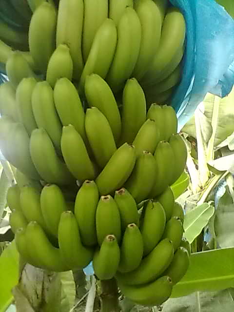 fresh green banana