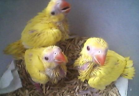 Baby Lutino Ringnecks, Crimson Pennants