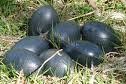 Emu Birds Eggs