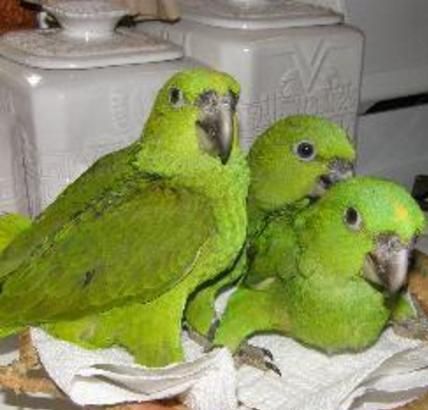 Hand Reared Baby, Yellow Naped Amozan