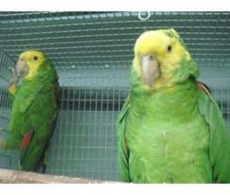 Pair Of Double Yellow Heads