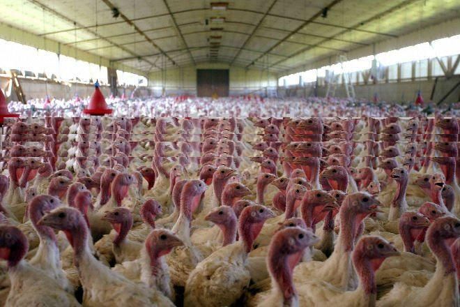 Turkeys Parts, Turkey Parts