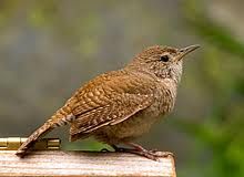 Wrens Birds, Fertile Eggs