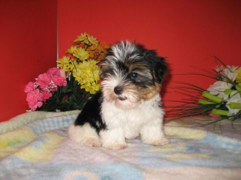 Copper Cathodes 99.99%