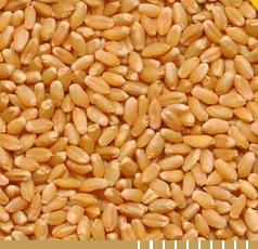 Milled Wheat