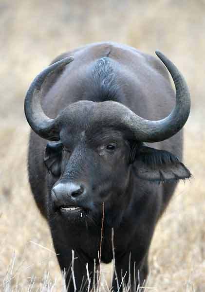Buffalo Meat Beaf Buy Buffalo Meat In Kendrapara Odisha India From Sumbul Traders