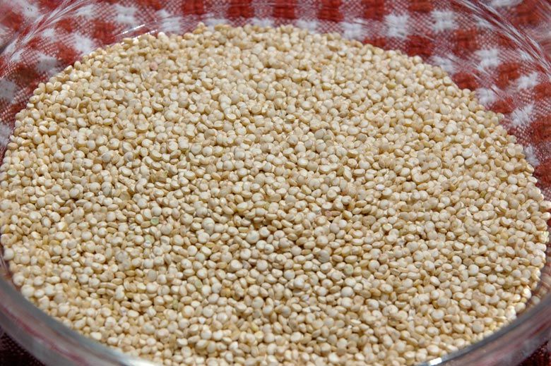 quinoa grain