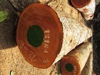 Bubinga, Tali, Azobe, Wenge, Dossies, Ayouse, Padouk, Sipon, Teak, Lumber, Logs
