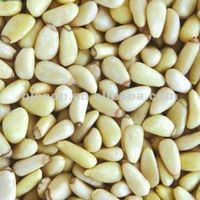 Confectionary Pine Nut