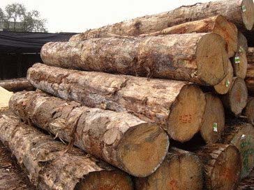 Pinewood Logs