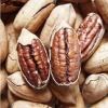 Pecan Nuts