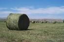 alfalfa hay bales