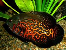 Oscar Fish, Ornamental Fish