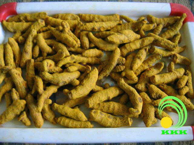 Turmeric Finger - Hybrid, Color : YELLOW