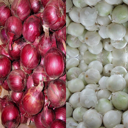 Red Onions, White Onions